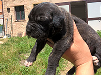 italian mastiff cane corso puppy